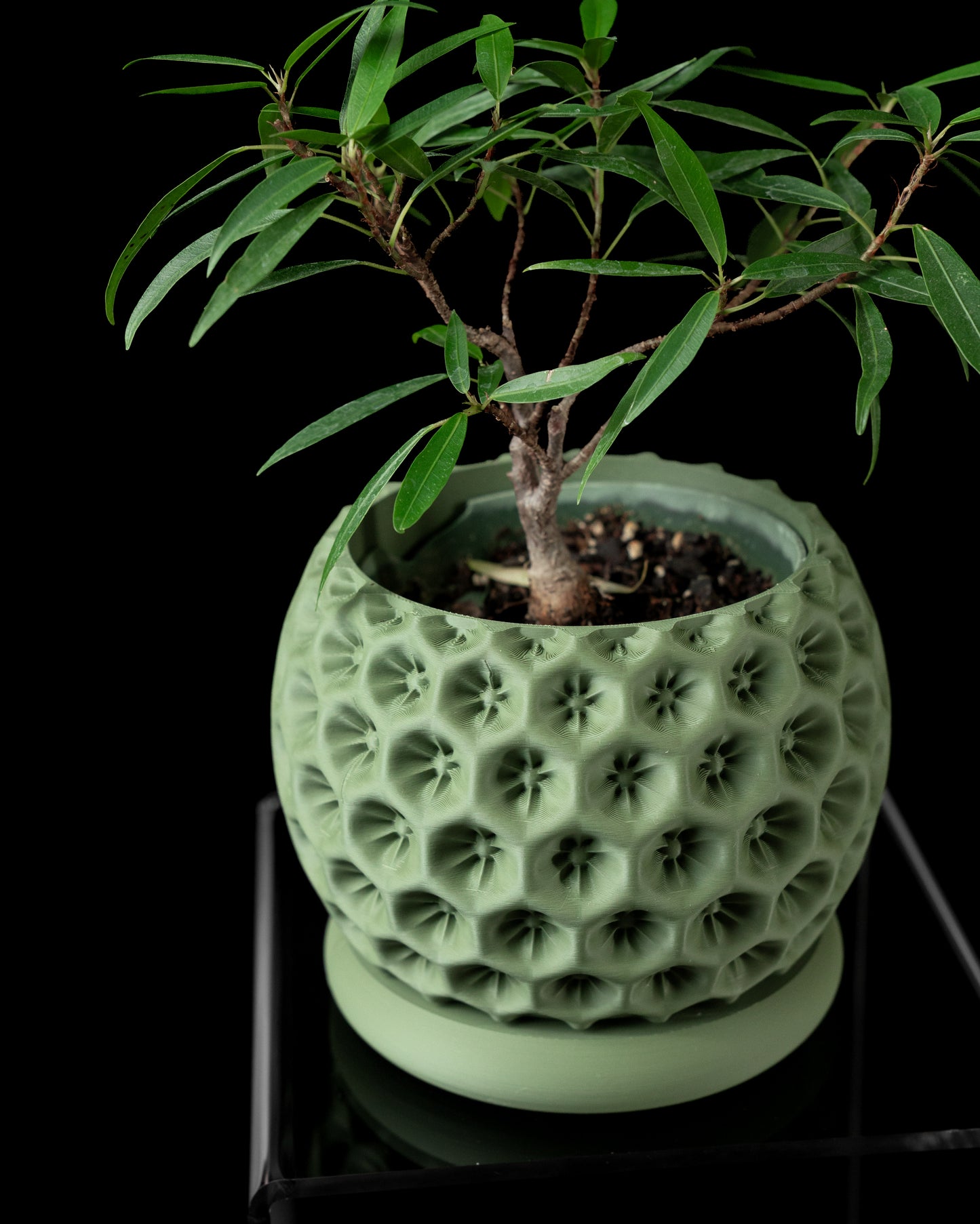 Starry Interior Planter