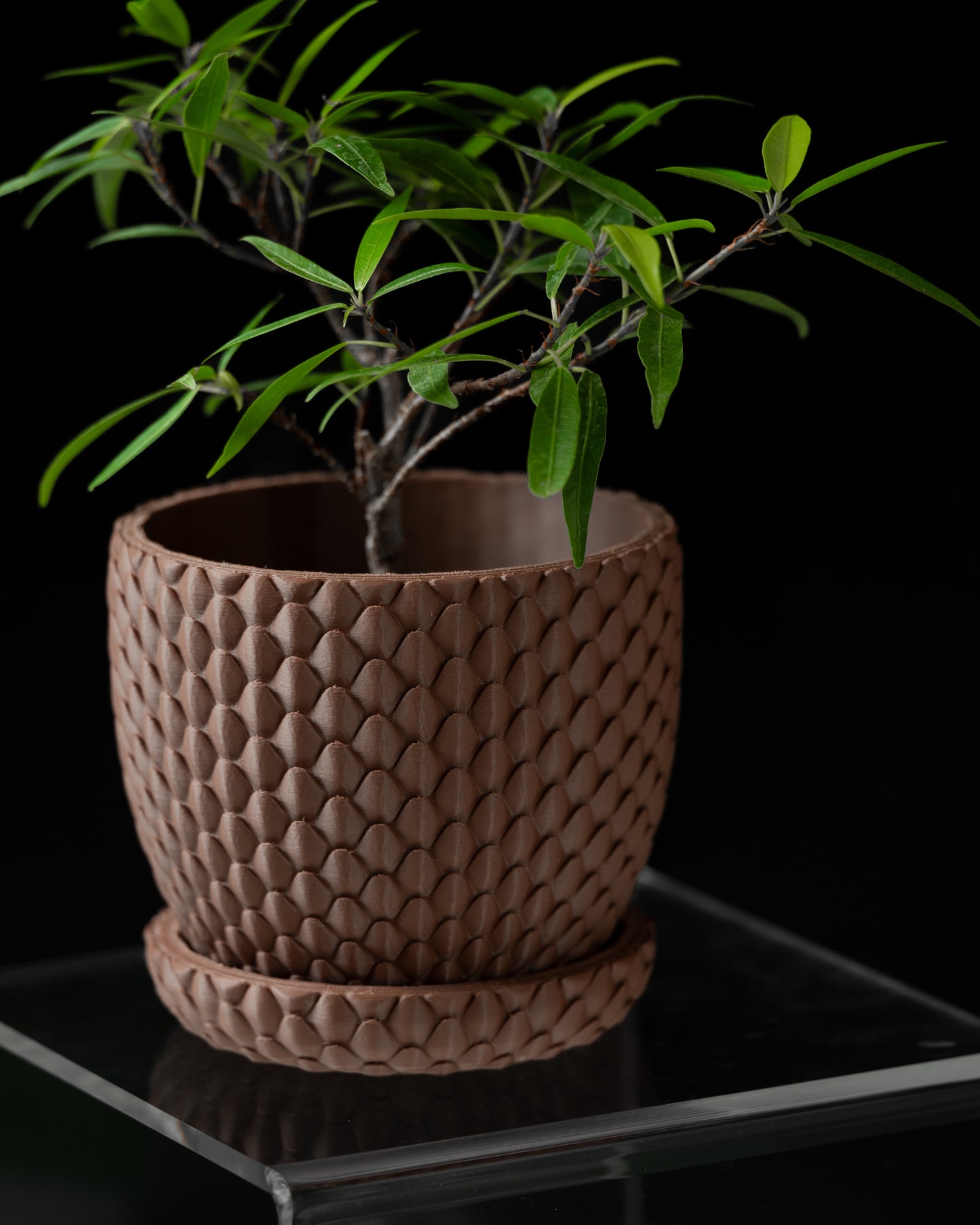 DRAGONSCALE Planter Pot 01