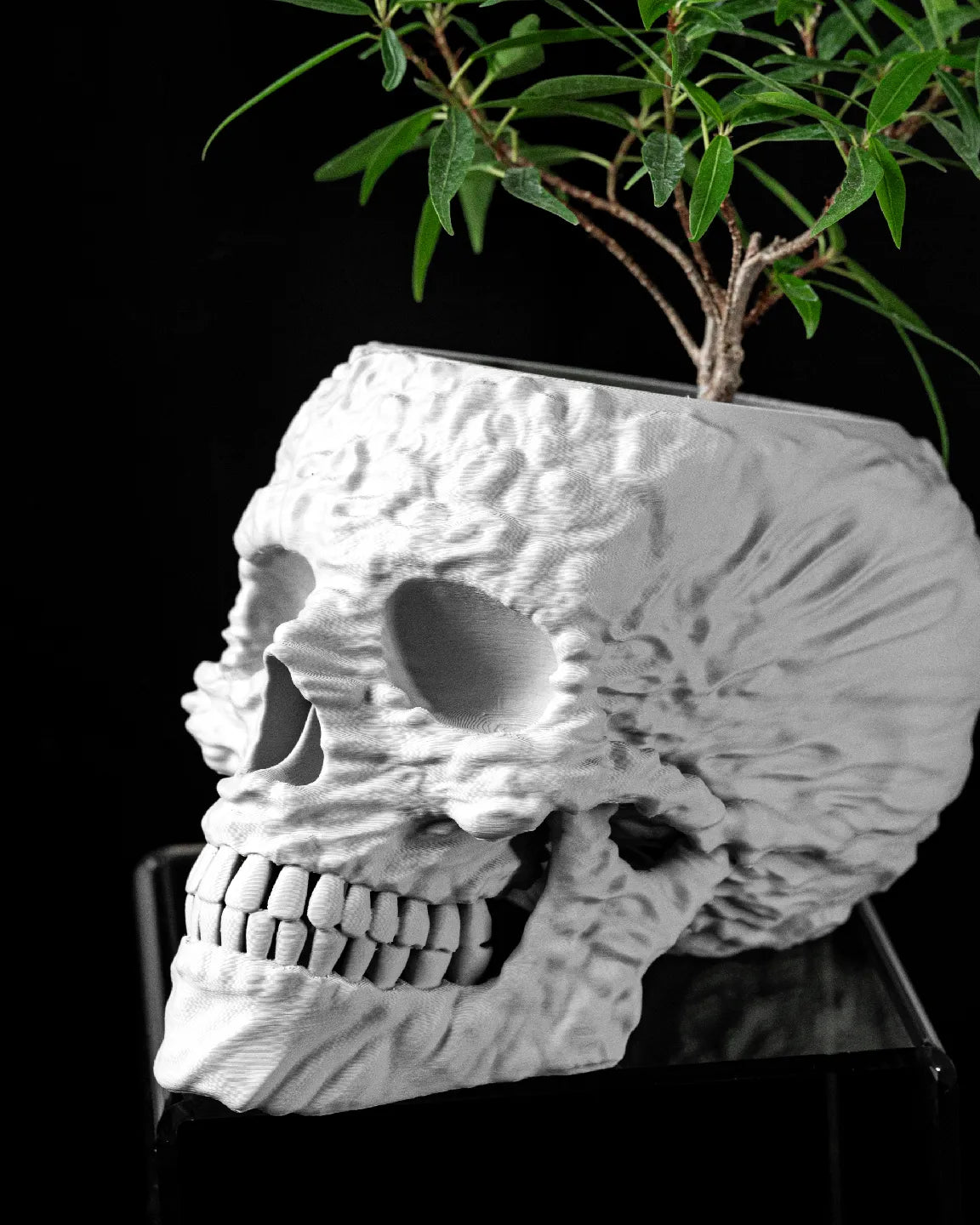 Skull Interior Planter Pot
