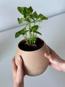 KAPKA self watering Interior planter